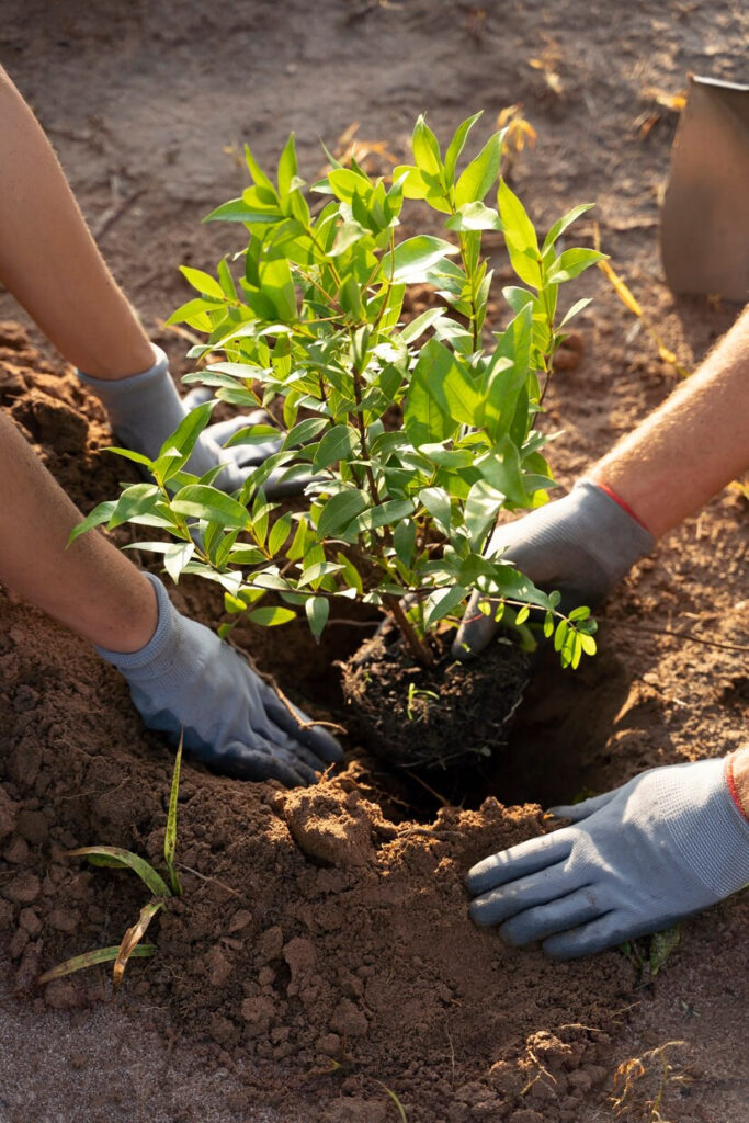 an image of two people planting a tree in the ground