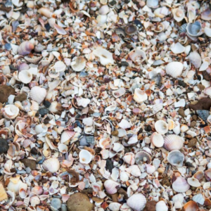 Crushed seashells