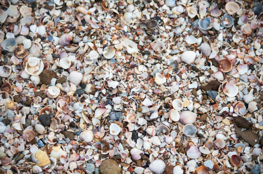 Crushed seashells