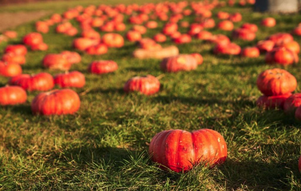 an image of a small pumpkin patch design