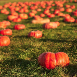 an image of a small pumpkin patch design