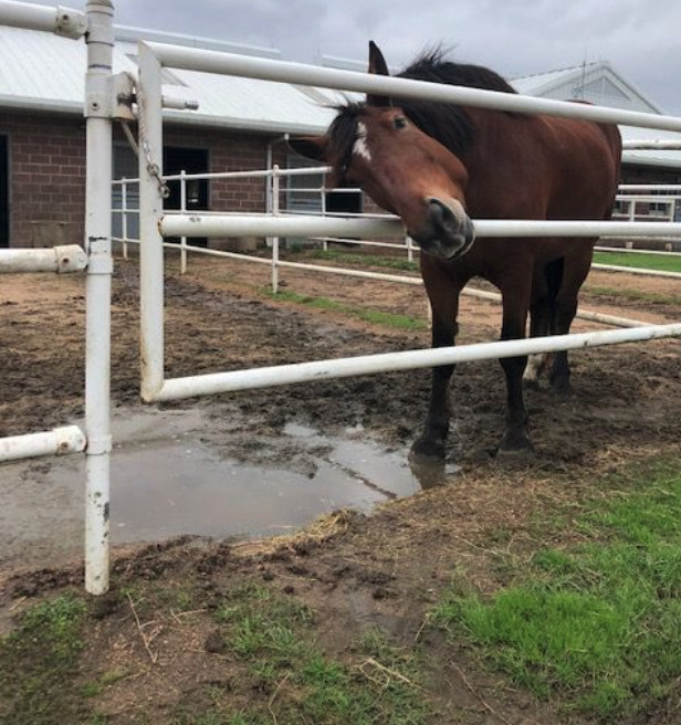 Muddy outdoor horse barn area with unsupported ground.